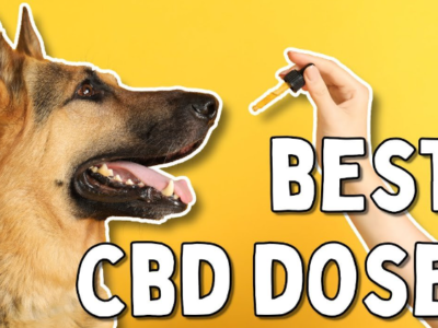 CBD Dog Health