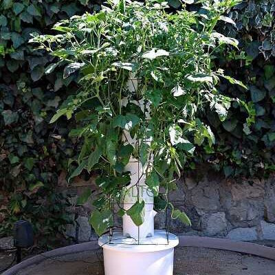 hydroponic towers