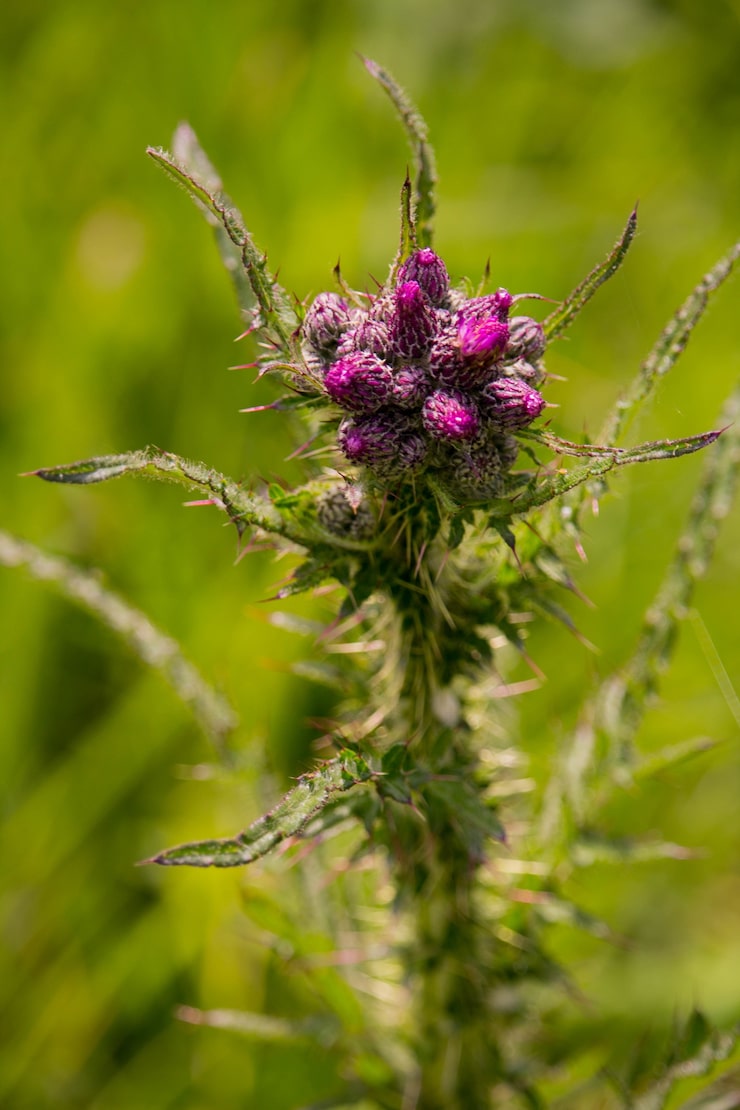 THCA infused flower