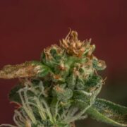 THCA infused flower