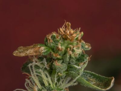THCA infused flower