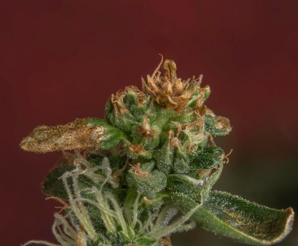 THCA infused flower