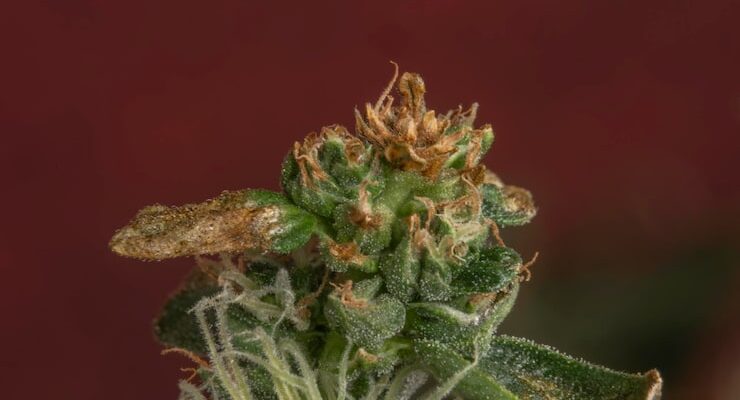 THCA infused flower