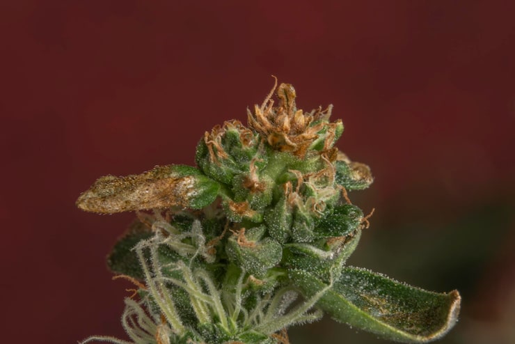 THCA infused flower