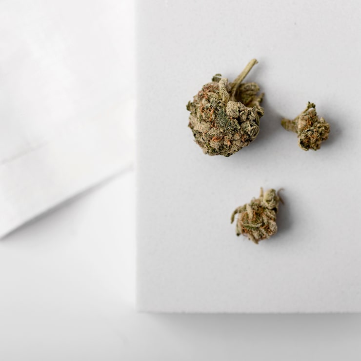 cannabis edibles