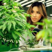 cannabis club en Madrid