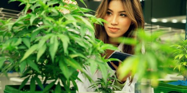 cannabis club en Madrid