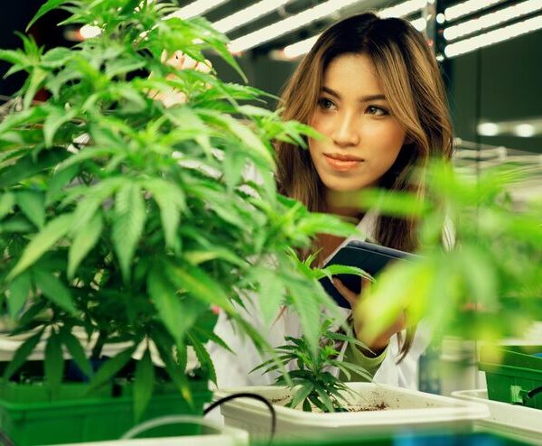cannabis club en Madrid