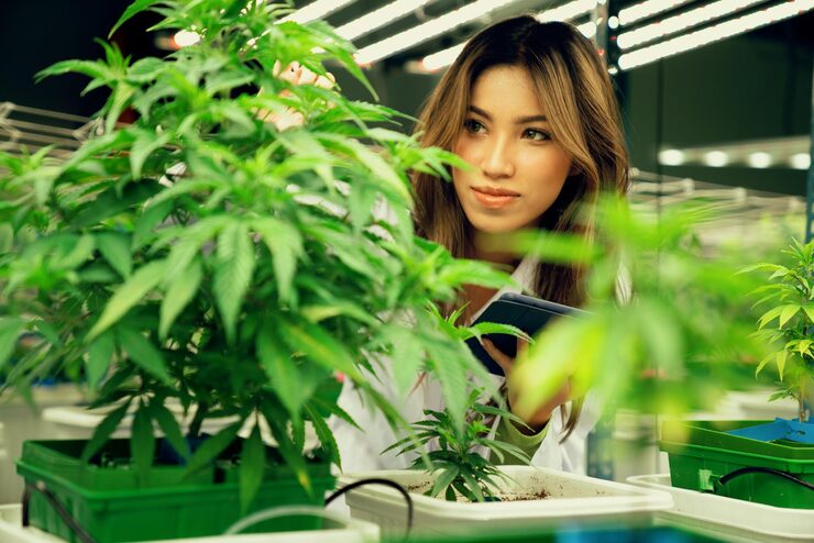 cannabis club en Madrid